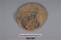 藏品(雲母貝)的圖片